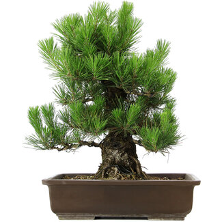 Pinus thunbergii, 49 cm, ± 20 jaar oud