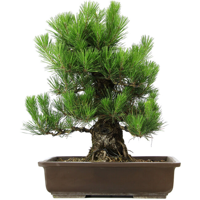 Pinus thunbergii, 49 cm, ± 20 years old