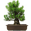 Pinus thunbergii, 49 cm, ± 20 jaar oud