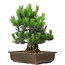 Pinus thunbergii, 49 cm, ± 20 years old