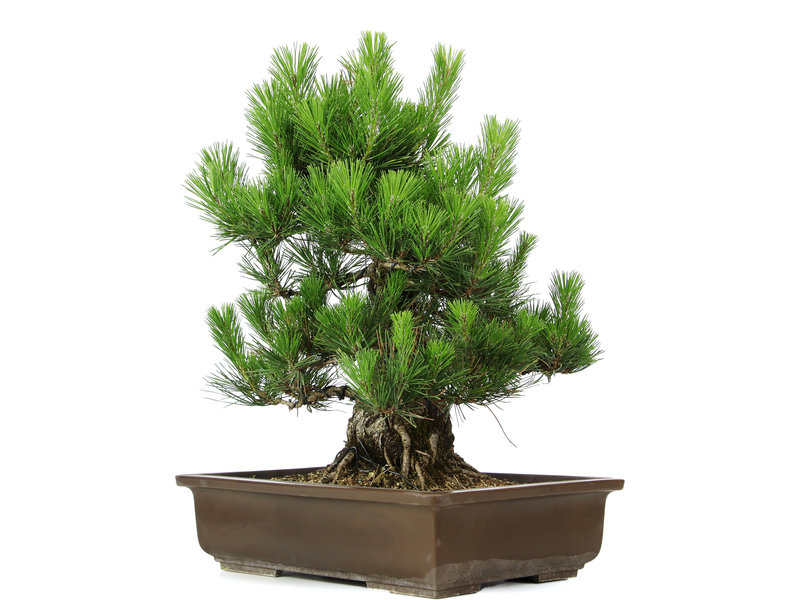 Pinus thunbergii, 49 cm, ± 20 jaar oud