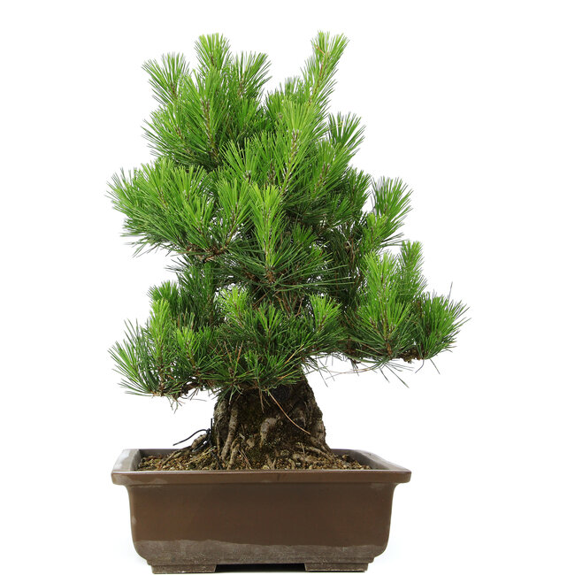 Pinus thunbergii, 49 cm, ± 20 años