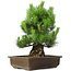 Pinus thunbergii, 49 cm, ± 20 years old