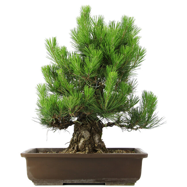 Pinus thunbergii, 49 cm, ± 20 Jahre alt