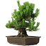 Pinus thunbergii, 49 cm, ± 20 years old