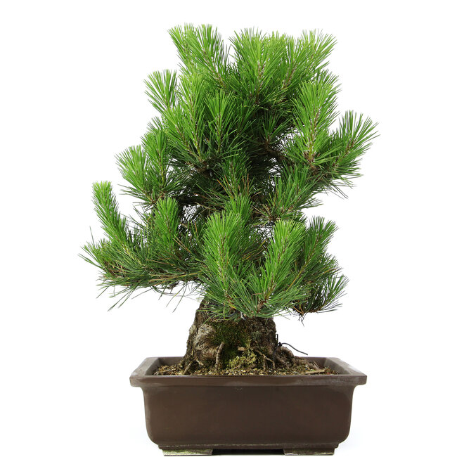 Pinus thunbergii, 49 cm, ± 20 Jahre alt