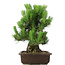 Pinus thunbergii, 49 cm, ± 20 jaar oud