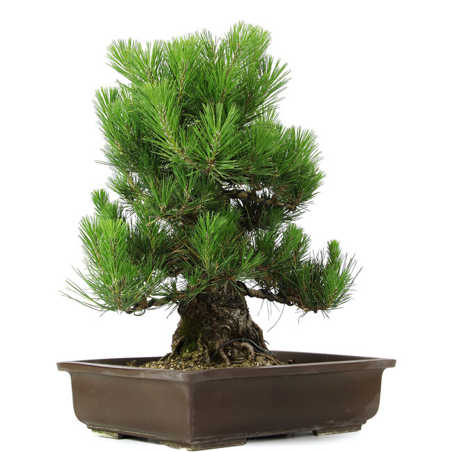 Pinus thunbergii, 49 cm, ± 20 years old