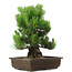 Pinus thunbergii, 49 cm, ± 20 anni