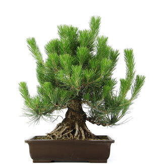 Pinus thunbergii, 49 cm, ± 20 Jahre alt