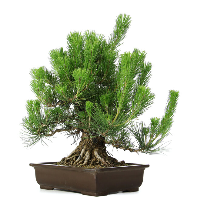Pinus thunbergii, 49 cm, ± 20 ans