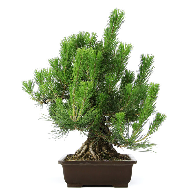 Pinus thunbergii, 49 cm, ± 20 jaar oud