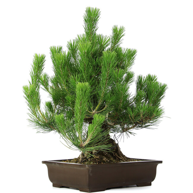 Pinus thunbergii, 49 cm, ± 20 years old