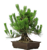 Pinus thunbergii, 49 cm, ± 20 jaar oud