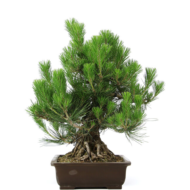 Pinus thunbergii, 49 cm, ± 20 ans