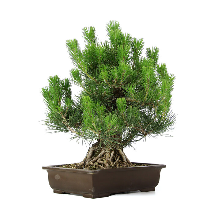 Pinus thunbergii, 49 cm, ± 20 Jahre alt