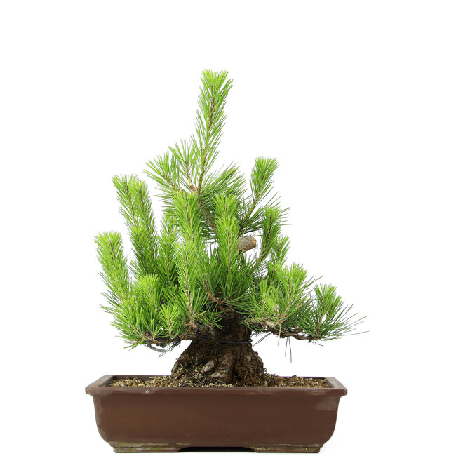 Pinus thunbergii, 43 cm, ± 20 años