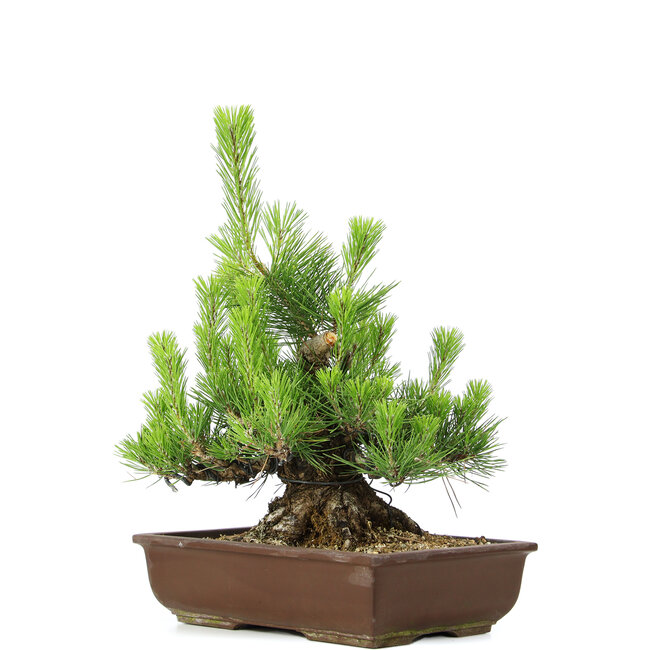 Pinus thunbergii, 43 cm, ± 20 años