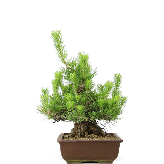 Pinus thunbergii, 43 cm, ± 20 años