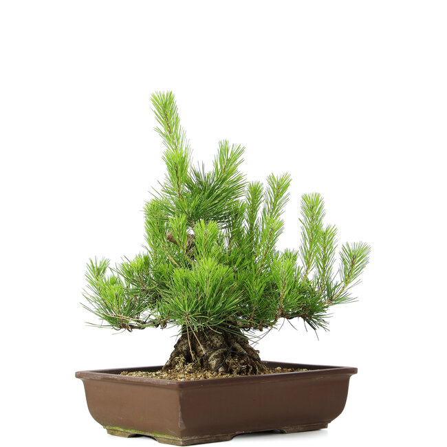 Pinus thunbergii, 43 cm, ± 20 years old