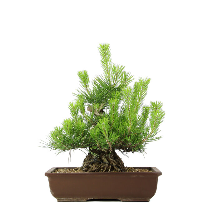 Pinus thunbergii, 43 cm, ± 20 years old