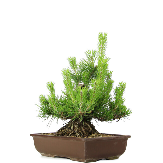 Pinus thunbergii, 43 cm, ± 20 Jahre alt