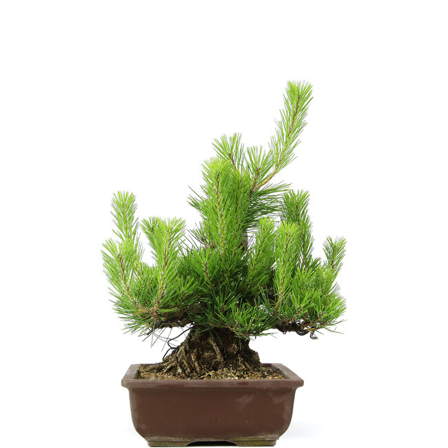 Pinus thunbergii, 43 cm, ± 20 jaar oud