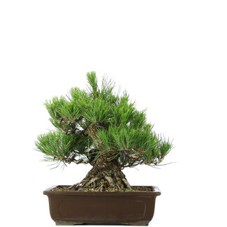 Pinus thunbergii, 31 cm, ± 20 jaar oud