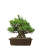 Pinus thunbergii, 31 cm, ± 20 jaar oud