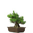 Pinus thunbergii, 31 cm, ± 20 years old