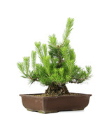 Pinus thunbergii, 43 cm, ± 20 jaar oud