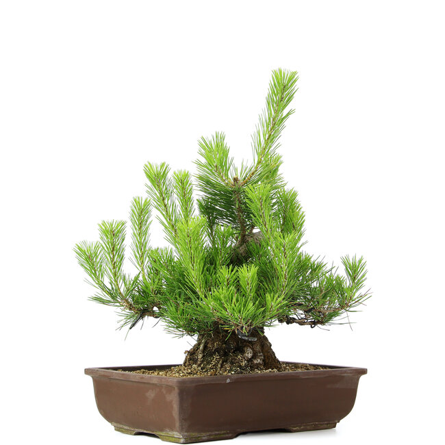 Pinus thunbergii, 43 cm, ± 20 años