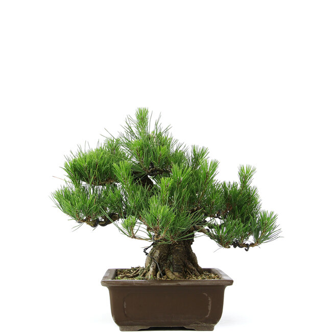 Pinus thunbergii, 31 cm, ± 20 years old