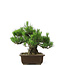 Pinus thunbergii, 31 cm, ± 20 years old
