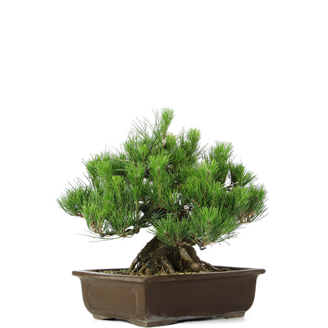 Pinus thunbergii, 31 cm, ± 20 años