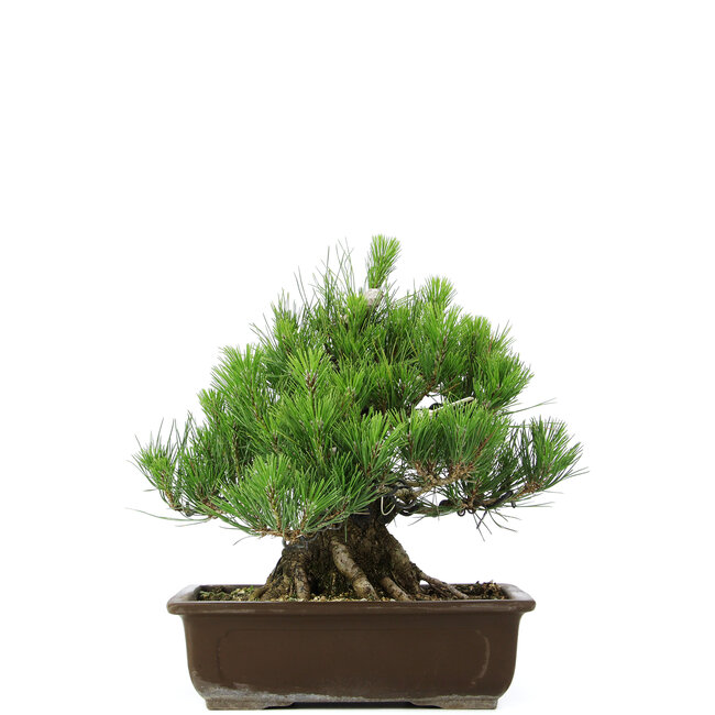 Pinus thunbergii, 31 cm, ± 20 anni