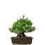 Pinus thunbergii, 31 cm, ± 20 years old
