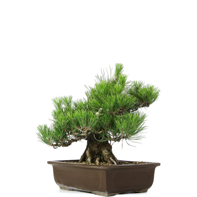 Pinus thunbergii, 31 cm, ± 20 anni