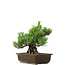 Pinus thunbergii, 31 cm, ± 20 years old