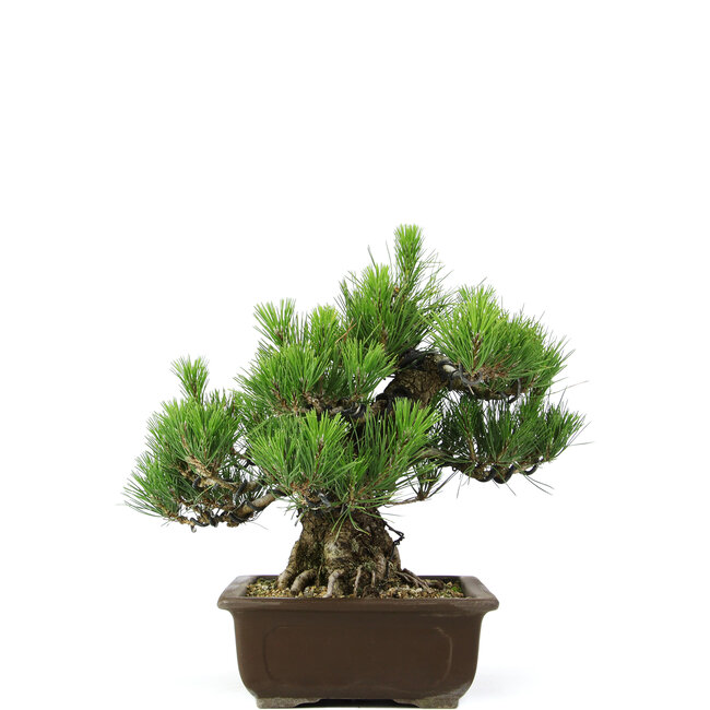 Pinus thunbergii, 31 cm, ± 20 Jahre alt