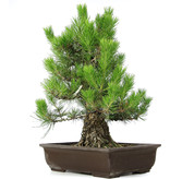 Pinus thunbergii, 59 cm, ± 20 jaar oud