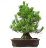 Pinus thunbergii, 59 cm, ± 20 jaar oud