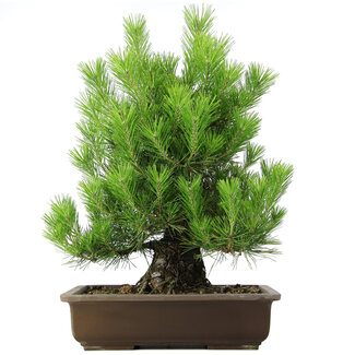 Pinus thunbergii, 61 cm, ± 20 anni