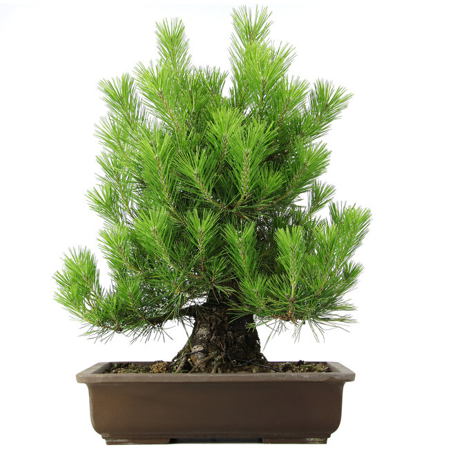 Pinus thunbergii, 61 cm, ± 20 anni