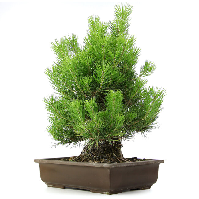 Pinus thunbergii, 61 cm, ± 20 Jahre alt