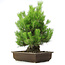 Pinus thunbergii, 61 cm, ± 20 years old