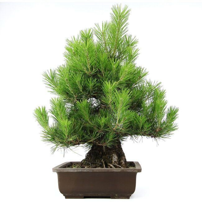 Pinus thunbergii, 61 cm, ± 20 Jahre alt