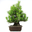 Pinus thunbergii, 61 cm, ± 20 years old