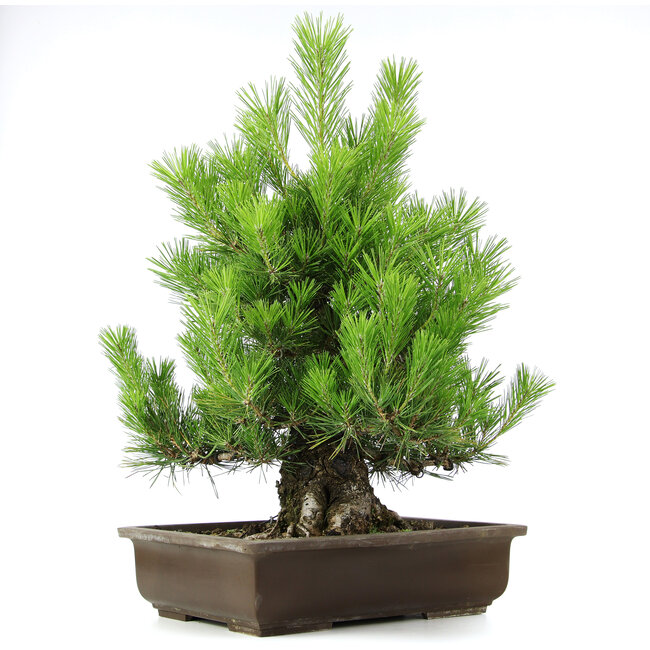 Pinus thunbergii, 61 cm, ± 20 anni