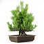 Pinus thunbergii, 61 cm, ± 20 years old